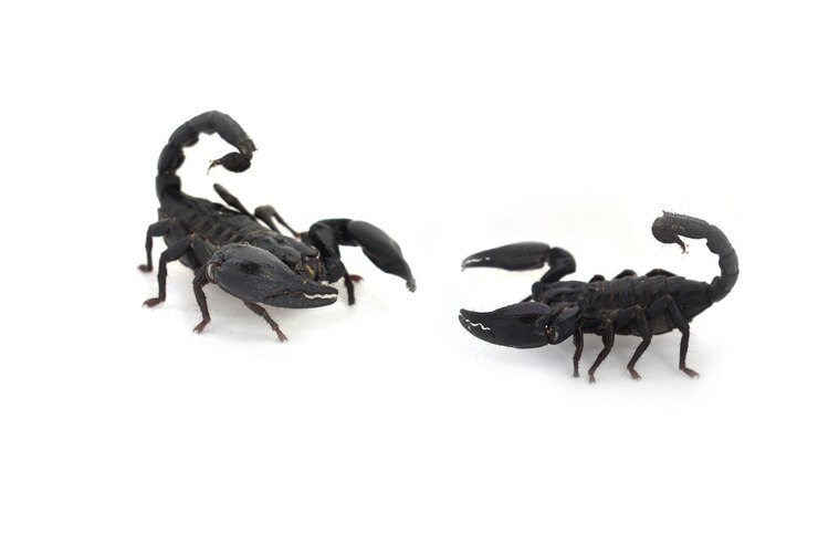 Foto vista de ângulo alto de animal preto sobre fundo branco