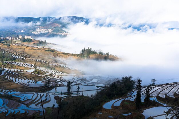 Vista de ângulo alto de árvores contra o céu