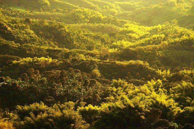 Foto vista de ângulo alto de árvores na floresta.