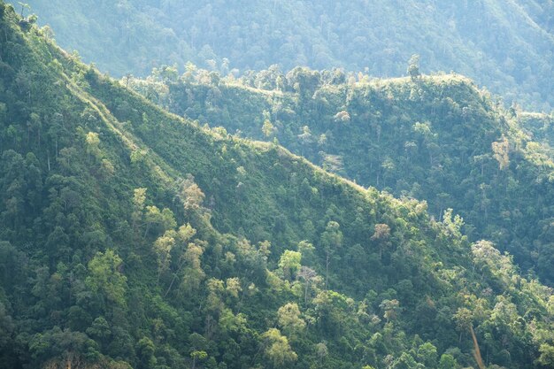 Vista de ângulo alto de árvores na floresta