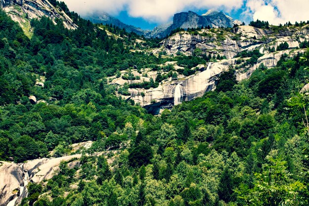 Foto vista de ângulo alto de árvores na floresta