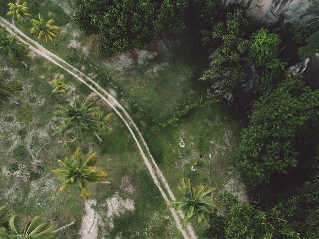 Foto vista de ângulo alto de árvores na floresta