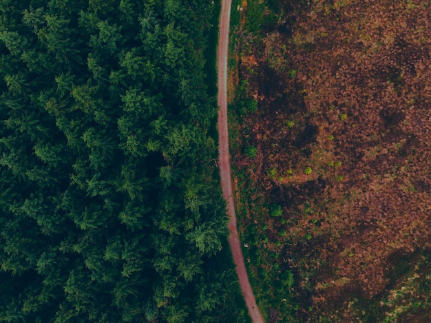 Vista de ângulo alto de árvores na floresta