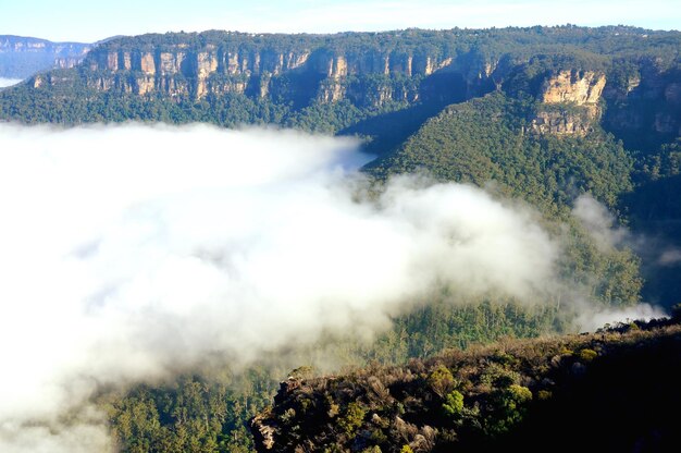 Foto vista de ângulo alto de árvores na montanha