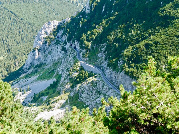 Foto vista de ângulo alto de árvores na montanha