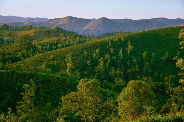 Foto vista de ângulo alto de árvores na paisagem contra o céu