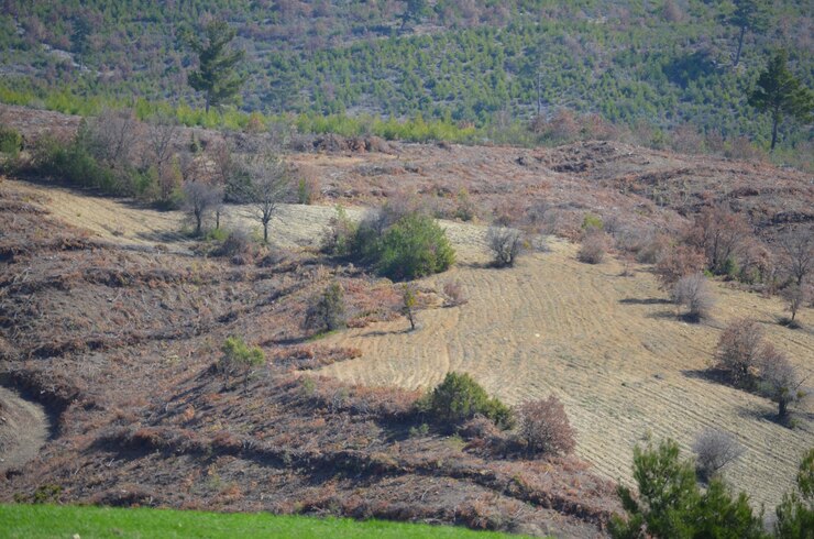 Foto vista de ângulo alto de árvores no campo