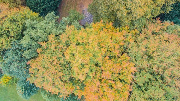 Foto vista de ângulo alto de árvores no parque da cidade durante o outono