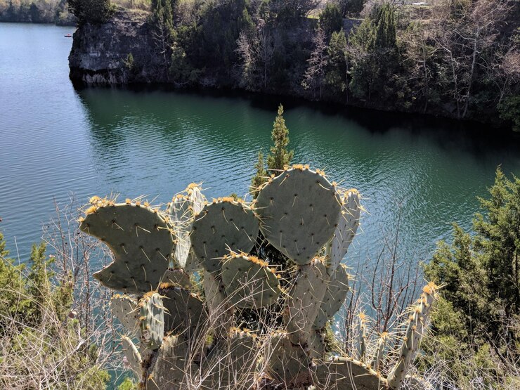 Foto vista de ângulo alto de árvores pelo lago