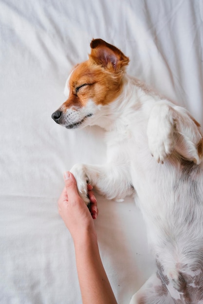 Foto vista de ângulo alto de cão deitado na cama