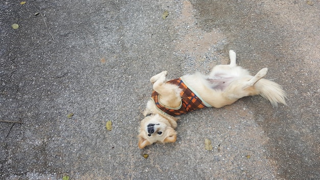 Foto vista de ângulo alto de cão deitado na estrada