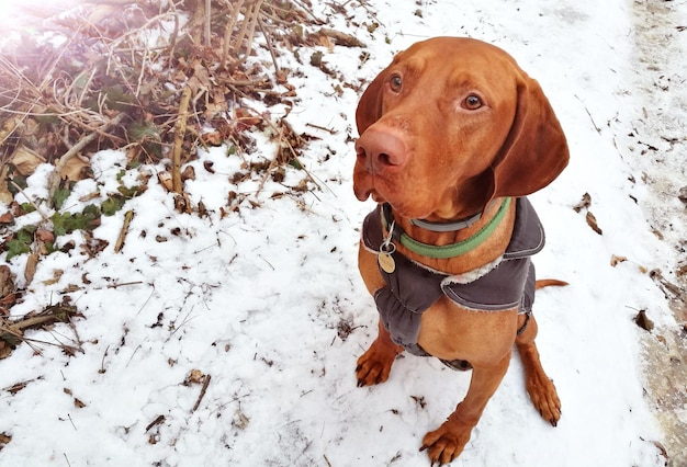Foto vista de ângulo alto de cão em campo de neve
