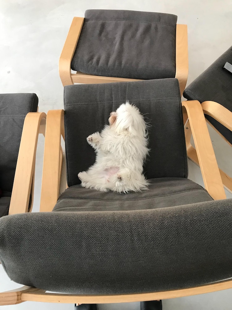 Foto vista de ângulo alto de cão sentado em uma cadeira