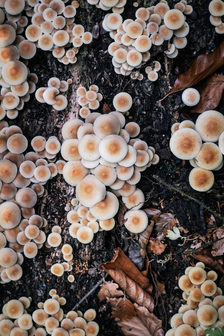 Foto vista de ângulo alto de conchas no mar