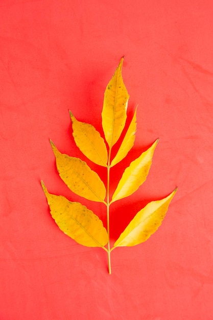 Foto vista de ângulo alto de folha de laranja em fundo vermelho