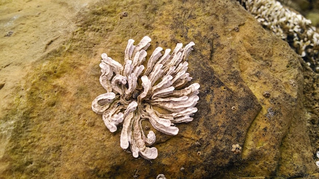 Foto vista de ângulo alto de folha seca em rocha
