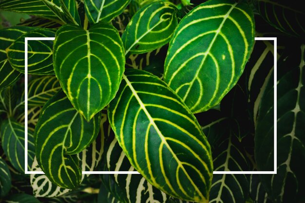 Foto vista de ângulo alto de folhas verdes no quintal