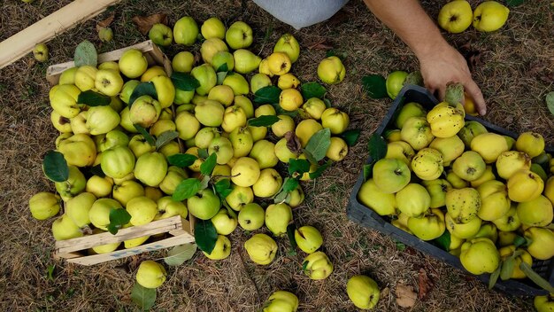 Foto vista de ângulo alto de frutas em cesta