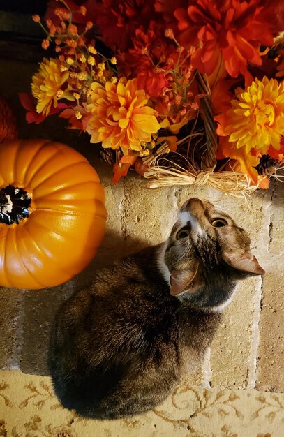 Foto vista de ângulo alto de gato em flor