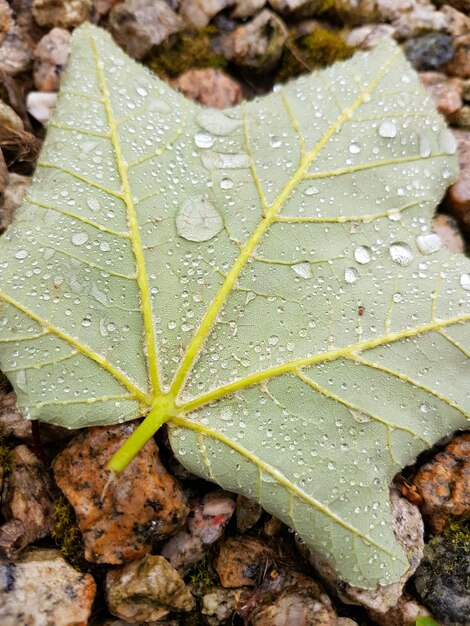 Foto vista de ângulo alto de gotas de chuva de folha