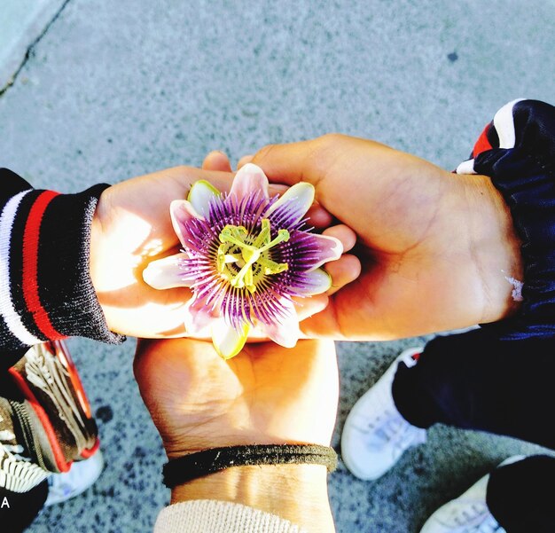 Foto vista de ângulo alto de mãos segurando flor roxa na calçada