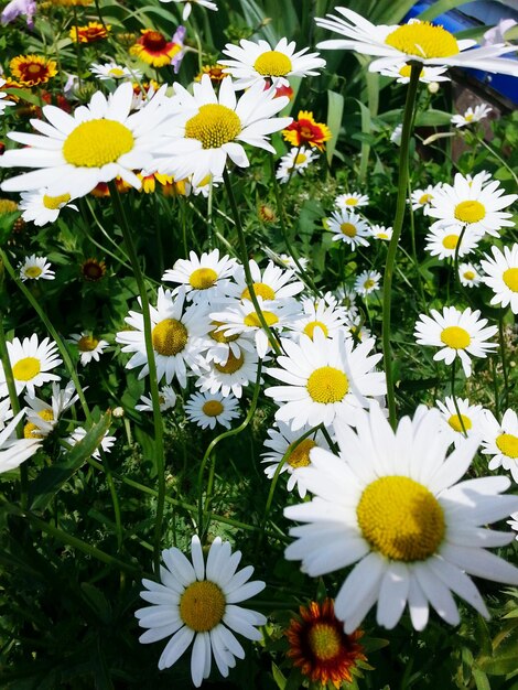 Foto vista de ângulo alto de margaridas florescendo ao ar livre