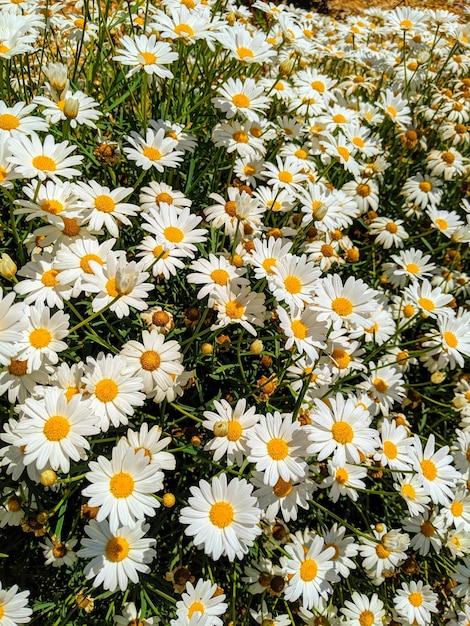 Foto vista de ângulo alto de margaridas no campo