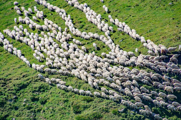 Foto vista de ângulo alto de ovelhas de pé no campo