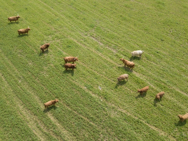 Vista de ângulo alto de ovelhas em campo gramado