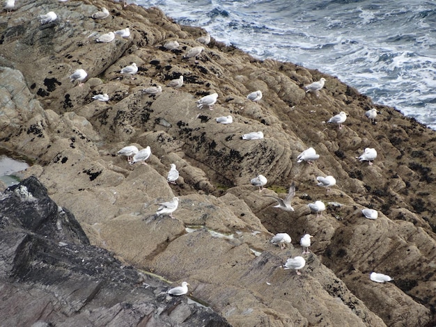 Foto vista de ângulo alto de pássaro na rocha na praia