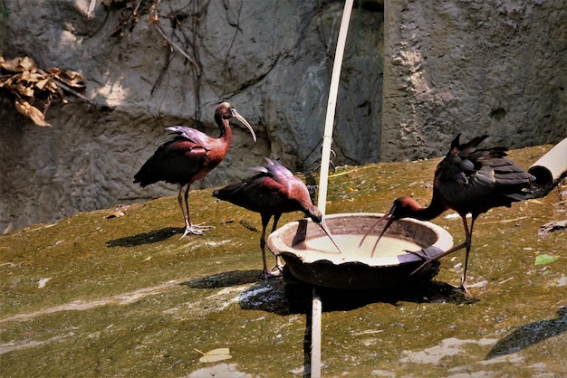 Foto vista de ângulo alto de pássaros picando itens alimentares da bandeja de comida