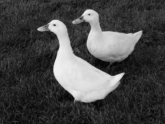 Foto vista de ângulo alto de patos em campo gramado