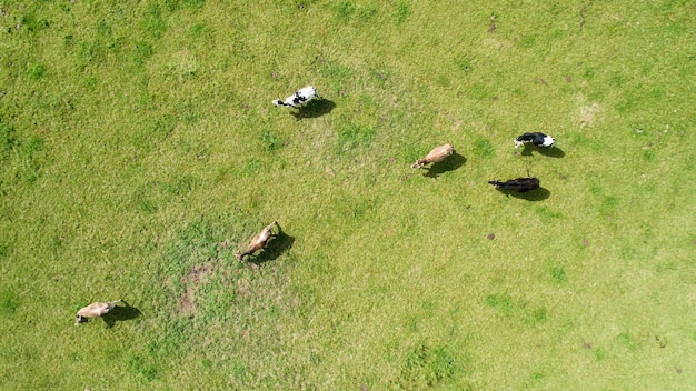 Vista de ângulo alto de patos em campo gramado