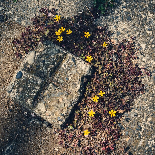 Vista de ângulo alto de planta com flores amarelas na rocha