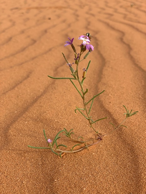 Foto vista de ângulo alto de planta com flores na areia