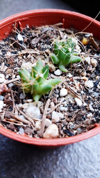 Foto vista de ângulo alto de planta em vaso em vaso