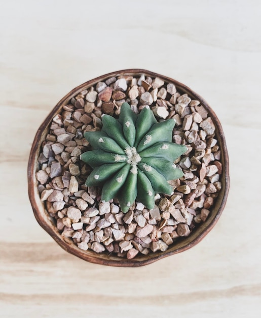 Foto vista de ângulo alto de planta em vaso na mesa