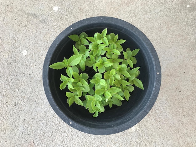 Vista de ângulo alto de planta em vaso