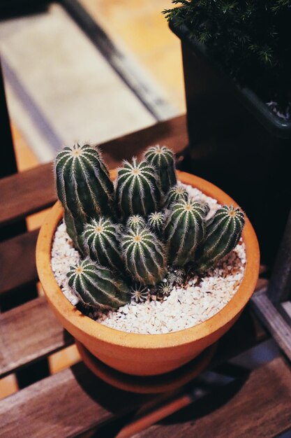 Foto vista de ângulo alto de planta suculenta na mesa