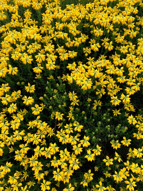 Foto vista de ângulo alto de plantas com flores amarelas no campo