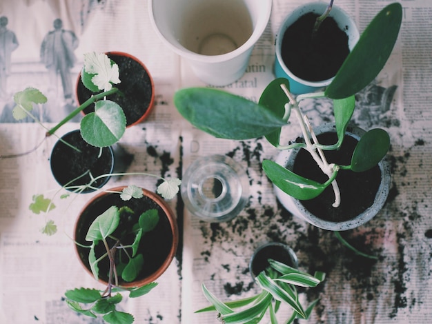 Vista de ângulo alto de plantas em vaso na mesa