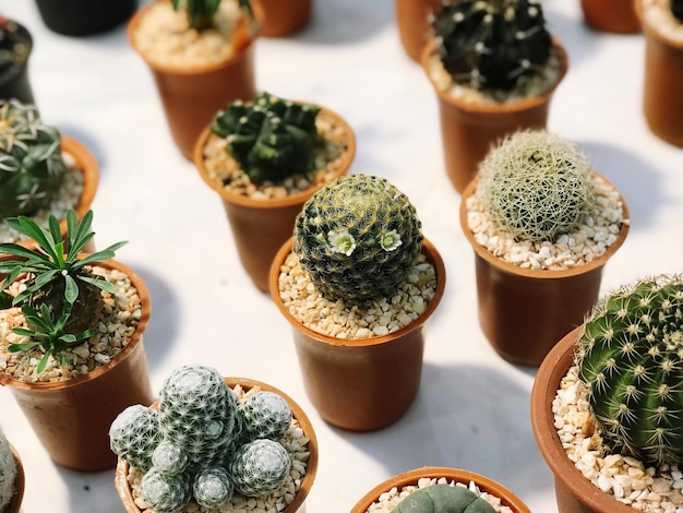 Vista de ângulo alto de plantas em vaso na mesa