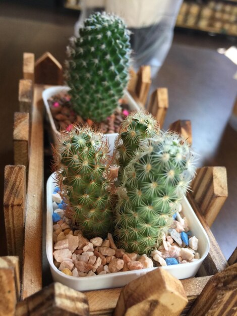 Foto vista de ângulo alto de plantas em vaso na mesa