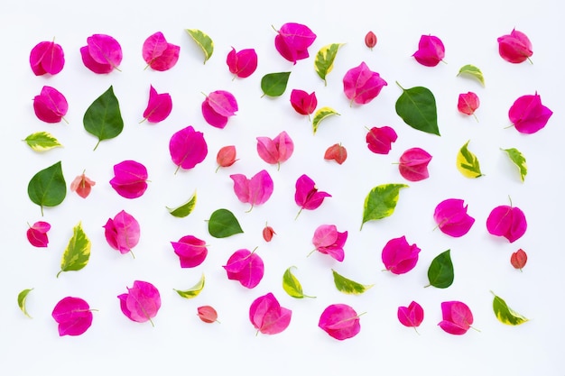 Foto vista de ângulo alto de rosas multicoloridas contra fundo branco