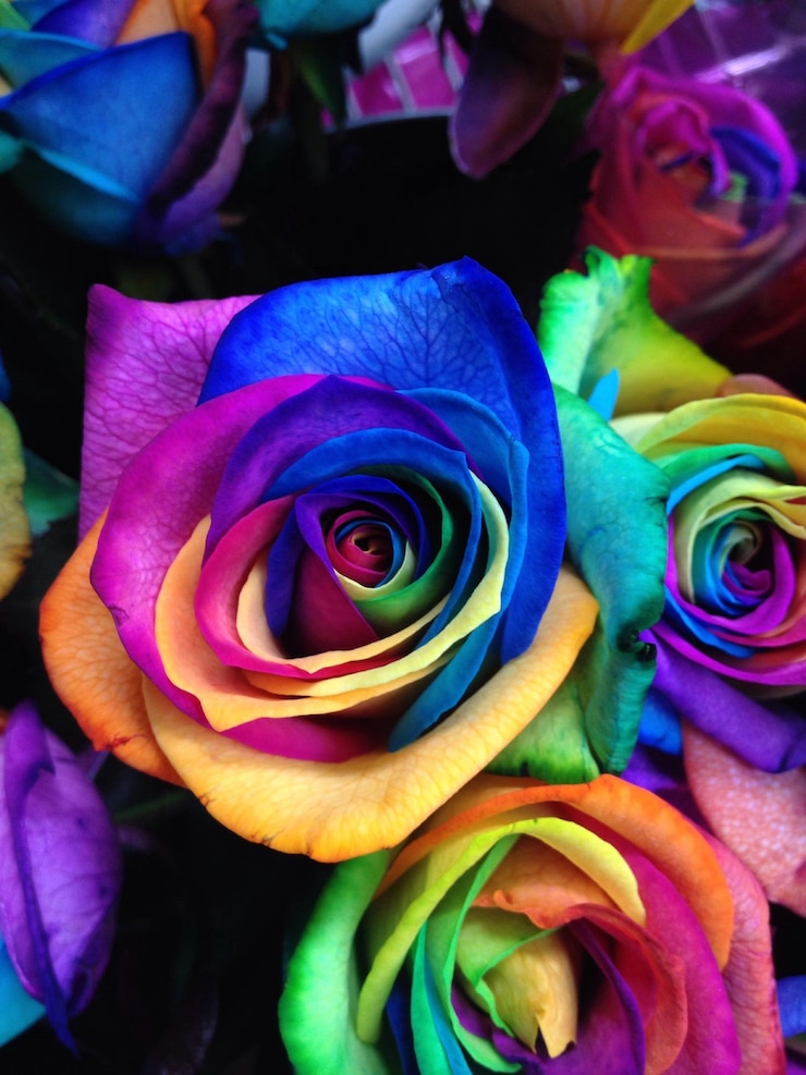 Foto vista de ângulo alto de rosas multicoloridas