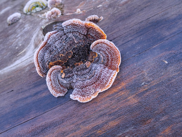 Foto vista de ângulo alto de sorvete na mesa