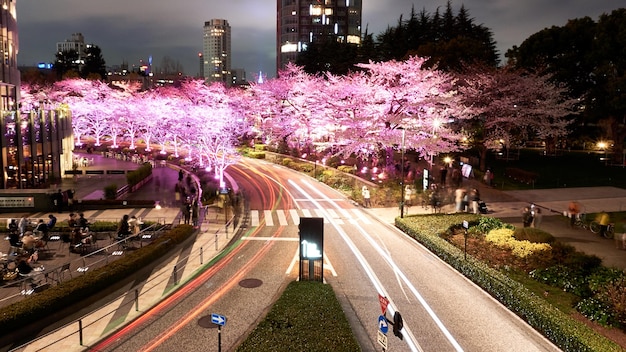 Foto vista de ângulo alto de trilhas de luz na estrada em meio a plantas iluminadas à noite