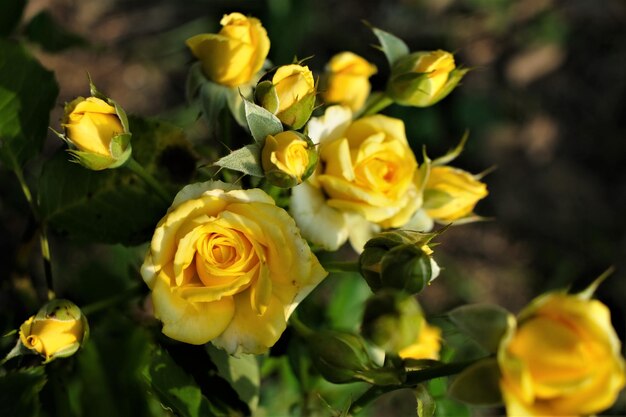 Foto vista de ângulo alto de um buquê de rosas amarelas