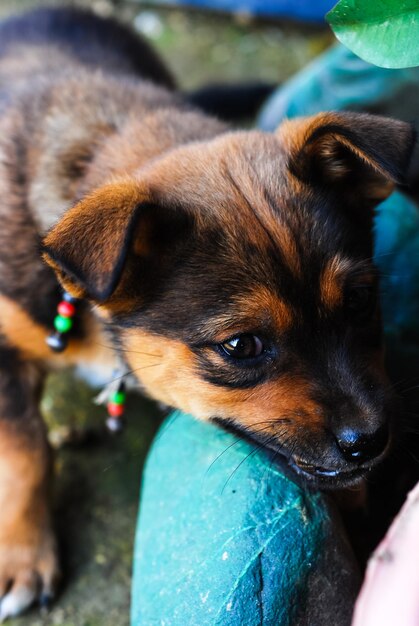 Foto vista de ângulo alto de um cachorrinho bonito olhando para longe enquanto está de pé ao ar livre