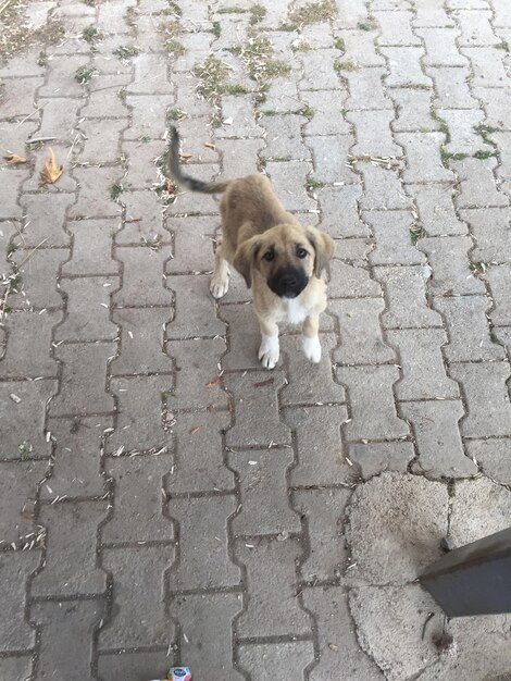 Foto vista de ângulo alto de um cão de pé na calçada